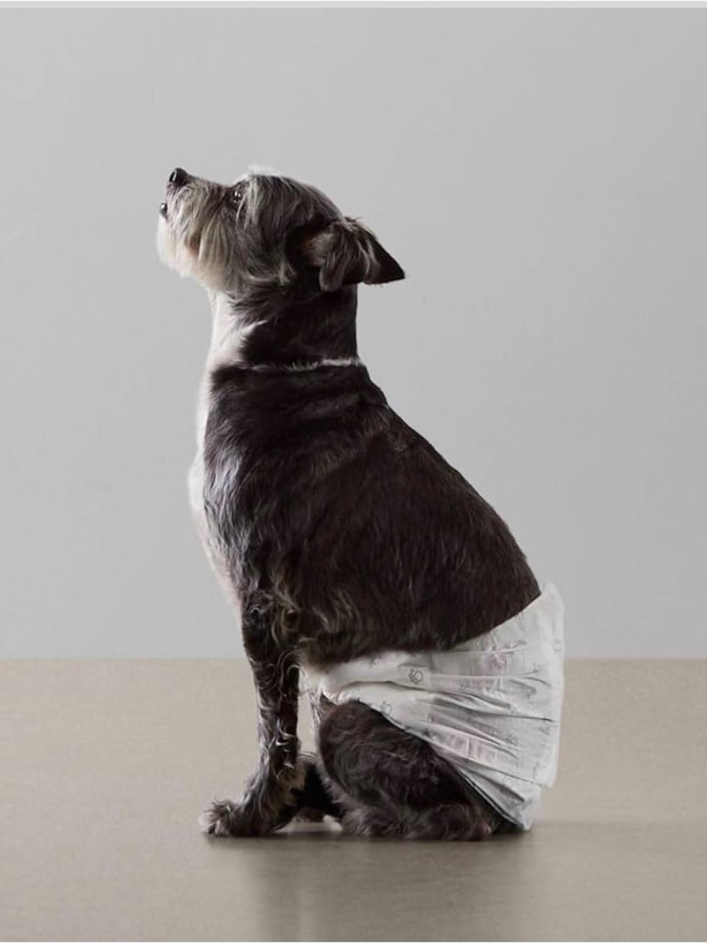 Amazon Basics Disposable Male Wraps for Dogs - Size Small
